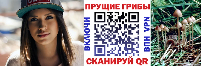 Галлюциногенные грибы Psilocybine cubensis  Калининск 